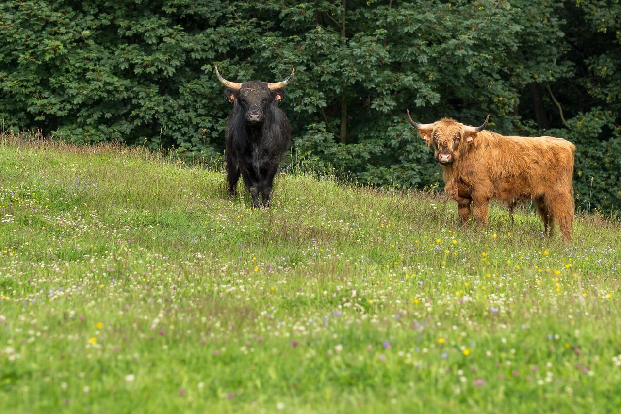 Velké Karlovice Statek U Rajmunda Zemedelska Farma 빌라 외부 사진