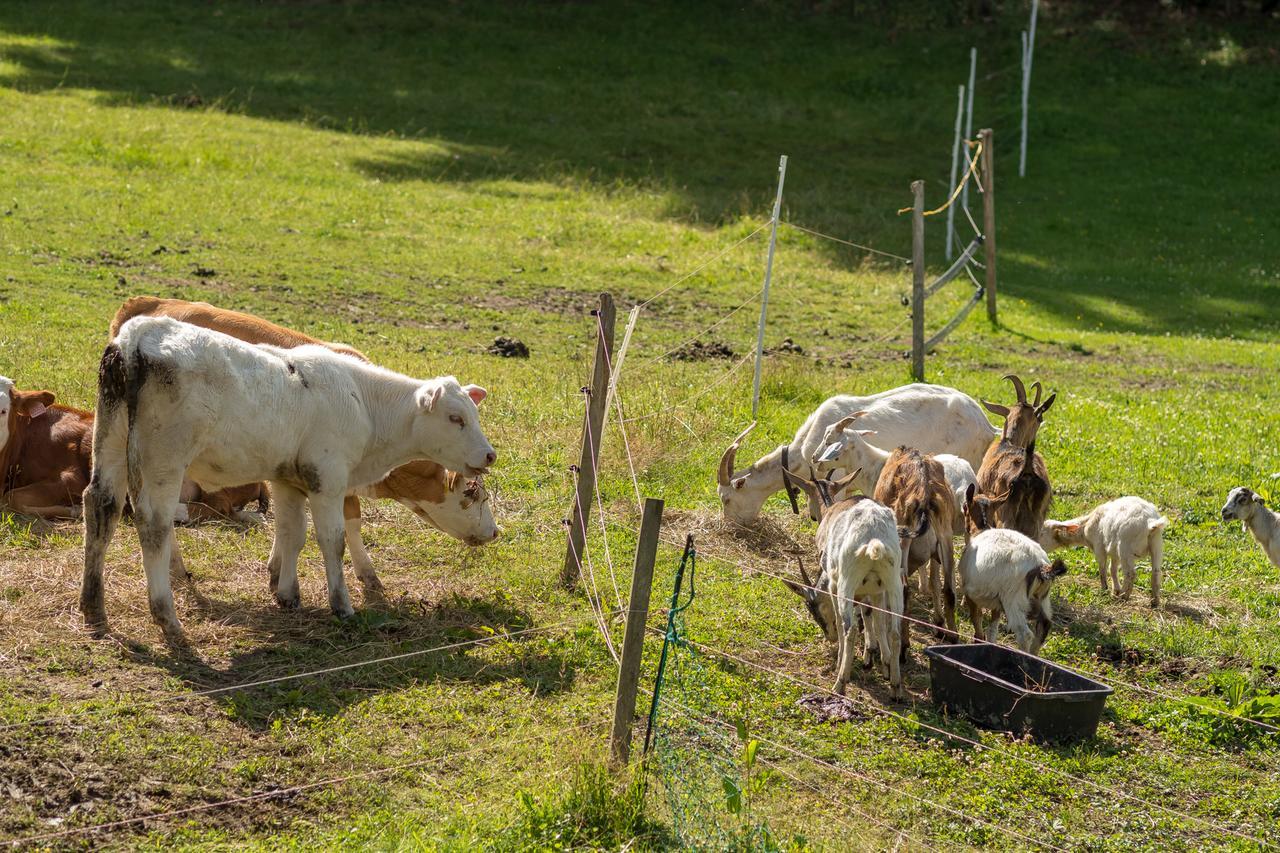 Velké Karlovice Statek U Rajmunda Zemedelska Farma 빌라 외부 사진