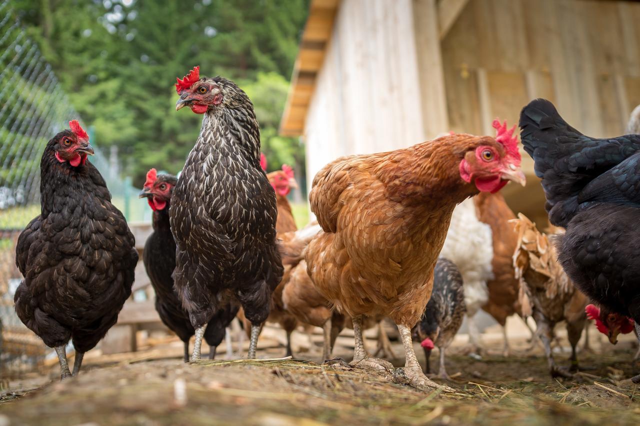 Velké Karlovice Statek U Rajmunda Zemedelska Farma 빌라 외부 사진