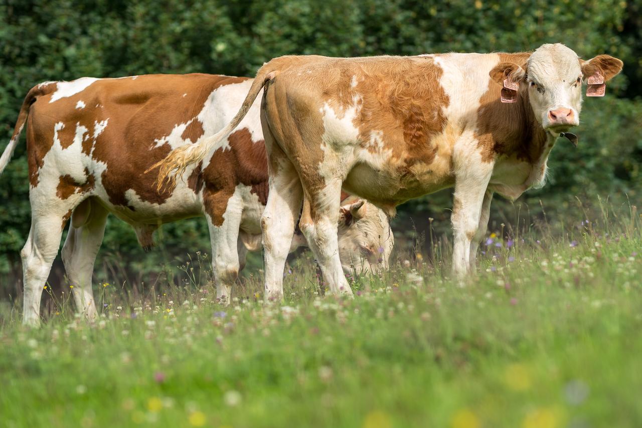 Velké Karlovice Statek U Rajmunda Zemedelska Farma 빌라 외부 사진